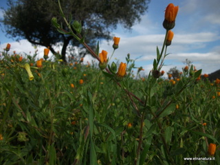 San_Giovanni_Palagonia - 03-02-2013 10-28-55.JPG